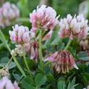 Trifolium cernuum Brot.Trifolium cernuum Brot.