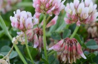 Trifolium cernuum Brot.Trifolium cernuum Brot.
