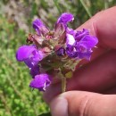 Prunella grandiflora (L.) SchollerPrunella grandiflora (L.) Scholler