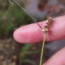 Carex cuprina (I. Sándor ex Heuff.) Nendtv. ex A. Kern.Carex cuprina (I. Sándor ex Heuff.) Nendtv. ex A. Kern.