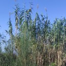 Arundo donax L.Arundo donax L.