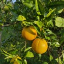 Citrus x sinensis Osbeck var. NavelinaCitrus x sinensis Osbeck var. Navelina