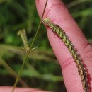 Paspalum dilatatum Poir.Paspalum dilatatum Poir.