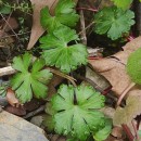 Geranium lucidum L.Geranium lucidum L.