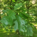 Quercus rubra L.Quercus rubra L.