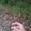 Digitaria sanguinalis (L.) Scop.Digitaria sanguinalis (L.) Scop.