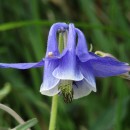 Aquilegia vulgaris L.Aquilegia vulgaris L.