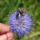 Synema globosum (Fabricius, 1775)Synema globosum (Fabricius, 1775)