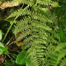 Athyrium filix-femina (L.) RothAthyrium filix-femina (L.) Roth