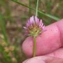 Trifolium strictum L.Trifolium strictum L.