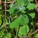 Mentha suaveolens Ehrh.Mentha suaveolens Ehrh.