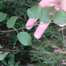 Betula celtiberica Rothm. & Vasc.Betula celtiberica Rothm. & Vasc.