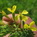 Raphanus raphanistrum L. subsp. landra (Moretti ex DC.) Bonnier & LayensRaphanus raphanistrum L. subsp. landra (Moretti ex DC.) Bonnier & Layens