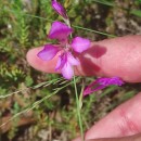 Gladiolus communis L.Gladiolus communis L.