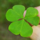 Oxalis corniculata L.Oxalis corniculata L.