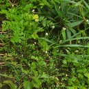 Cardamine hirsuta L.Cardamine hirsuta L.