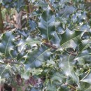 Ilex aquifolium L.Ilex aquifolium L.