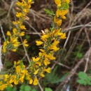 Ulex micranthus LangeUlex micranthus Lange