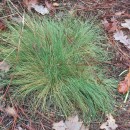 Agrostis curtisii KerguélenAgrostis curtisii Kerguélen