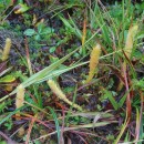 Lycopodiella inundata (L.) HolubLycopodiella inundata (L.) Holub