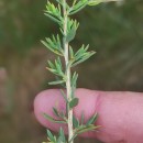 Genista anglica L.Genista anglica L.