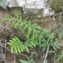 Asplenium obovatum Viv. subsp. billotii (F.W.Schultz) O.Bolòs, Vigo, Masalles & NinotAsplenium obovatum Viv. subsp. billotii (F.W.Schultz) O.Bolòs, Vigo, Masalles & Ninot