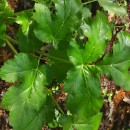 Heracleum sphondylium L. subsp. granatense (Boiss.) Briq.Heracleum sphondylium L. subsp. granatense (Boiss.) Briq.