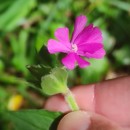 Silene dioica (L.) Clairv.Silene dioica (L.) Clairv.