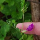 Vicia sativa L. subsp. nigra Ehrh.Vicia sativa L. subsp. nigra Ehrh.