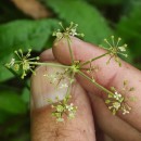 Peucedanum lancifolium LangePeucedanum lancifolium Lange