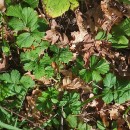 Geum urbanum L.Geum urbanum L.