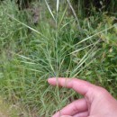 Bromus diandrus RothBromus diandrus Roth