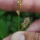 Persicaria maculosa GrayPersicaria maculosa Gray