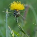 Centaurea solstitialis L.Centaurea solstitialis L.