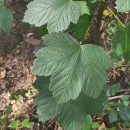 Acer pseudoplatanus L.Acer pseudoplatanus L.