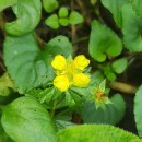 Potentilla erecta (L.) Raeusch.Potentilla erecta (L.) Raeusch.