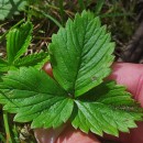 Fragaria vesca L.Fragaria vesca L.