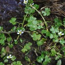 Ranunculus omiophyllus Ten.Ranunculus omiophyllus Ten.