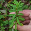 Euphorbia hirsuta L.Euphorbia hirsuta L.