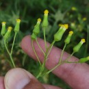 Senecio sylvaticus L.Senecio sylvaticus L.