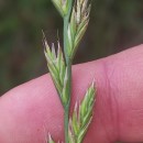 Lolium x boucheanum KunthLolium x boucheanum Kunth