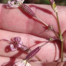 Silene nutans L.Silene nutans L.