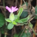 Silene dioica (L.) Clairv.Silene dioica (L.) Clairv.