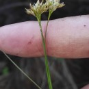 Rhynchospora alba (L.) VahlRhynchospora alba (L.) Vahl