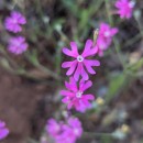 Silene scabriflora  Brot.Silene scabriflora  Brot.