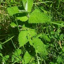 Mentha suaveolens Ehrh.Mentha suaveolens Ehrh.