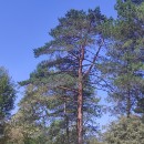Pinus sylvestris L.Pinus sylvestris L.