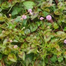 Persicaria capitata (Buch.-Ham. ex D.Don) H.GrossPersicaria capitata (Buch.-Ham. ex D.Don) H.Gross