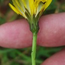 Hypochaeris radicata L.Hypochaeris radicata L.