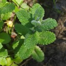 Mentha suaveolens Ehrh.Mentha suaveolens Ehrh.